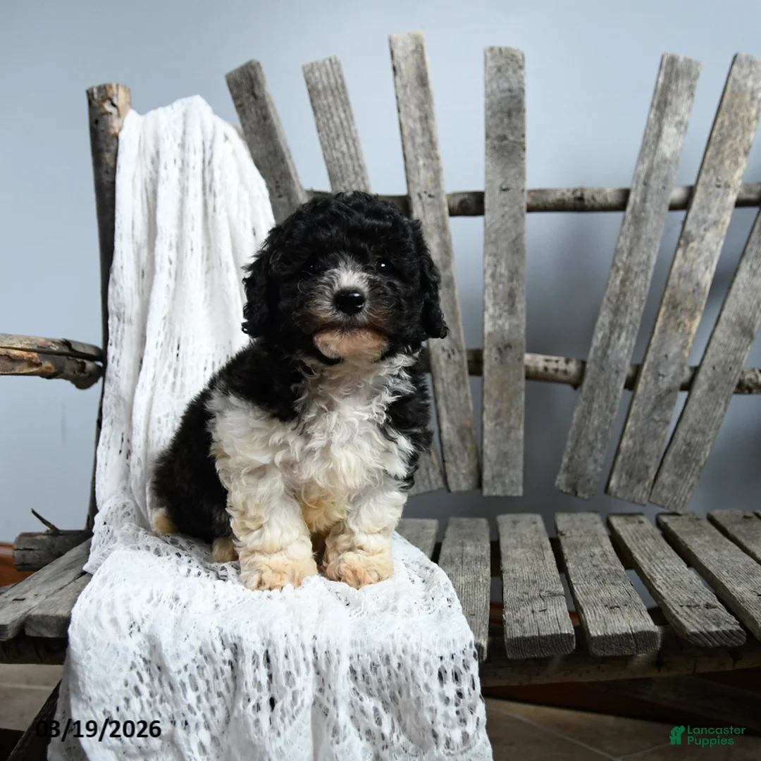 Cavapoo dogs for sale: Ned - Ad 3