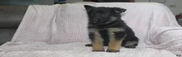 German Shepherd dogs for sale: Buzz - Ad 7