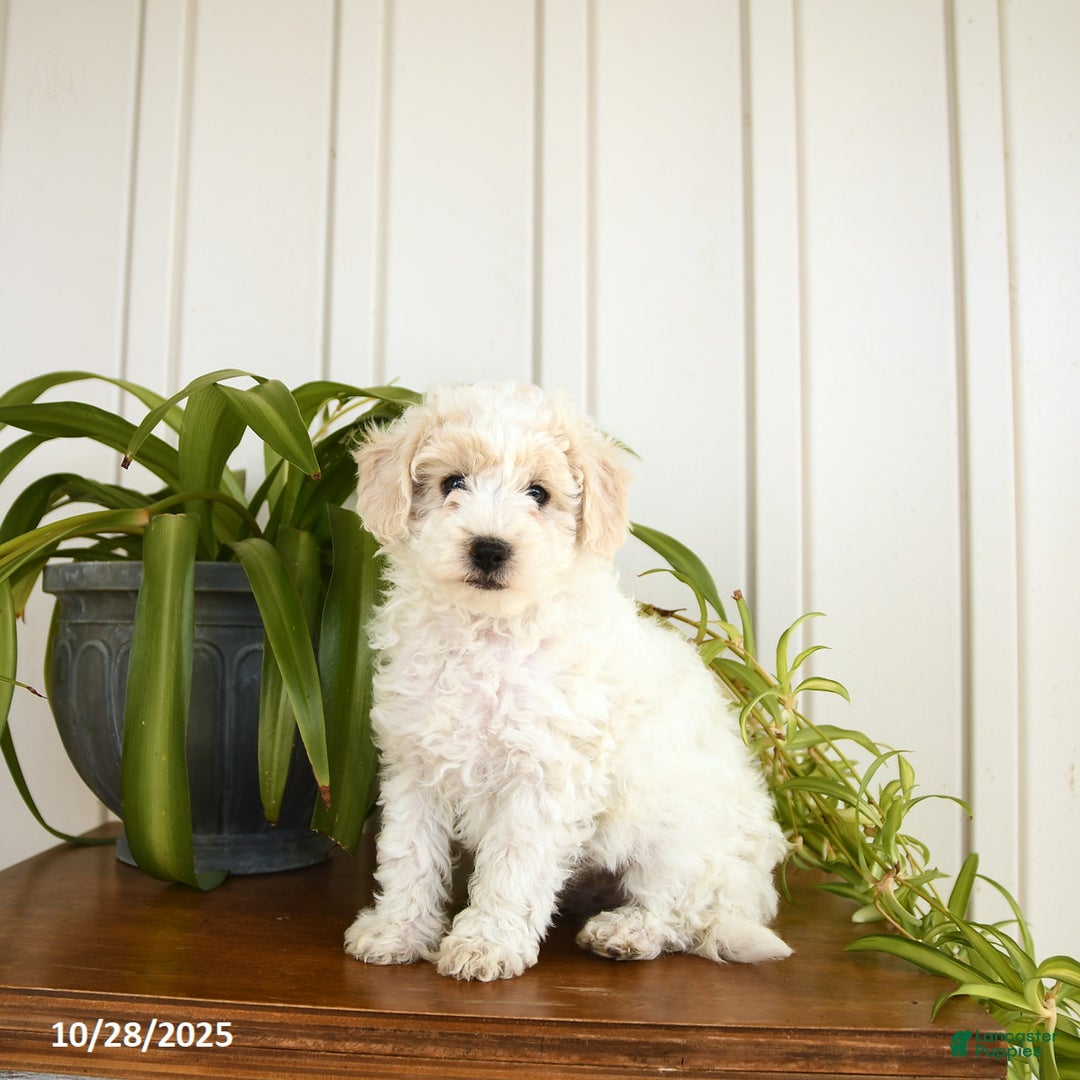 Bichpoo dogs for sale: Bravo - Ad 5