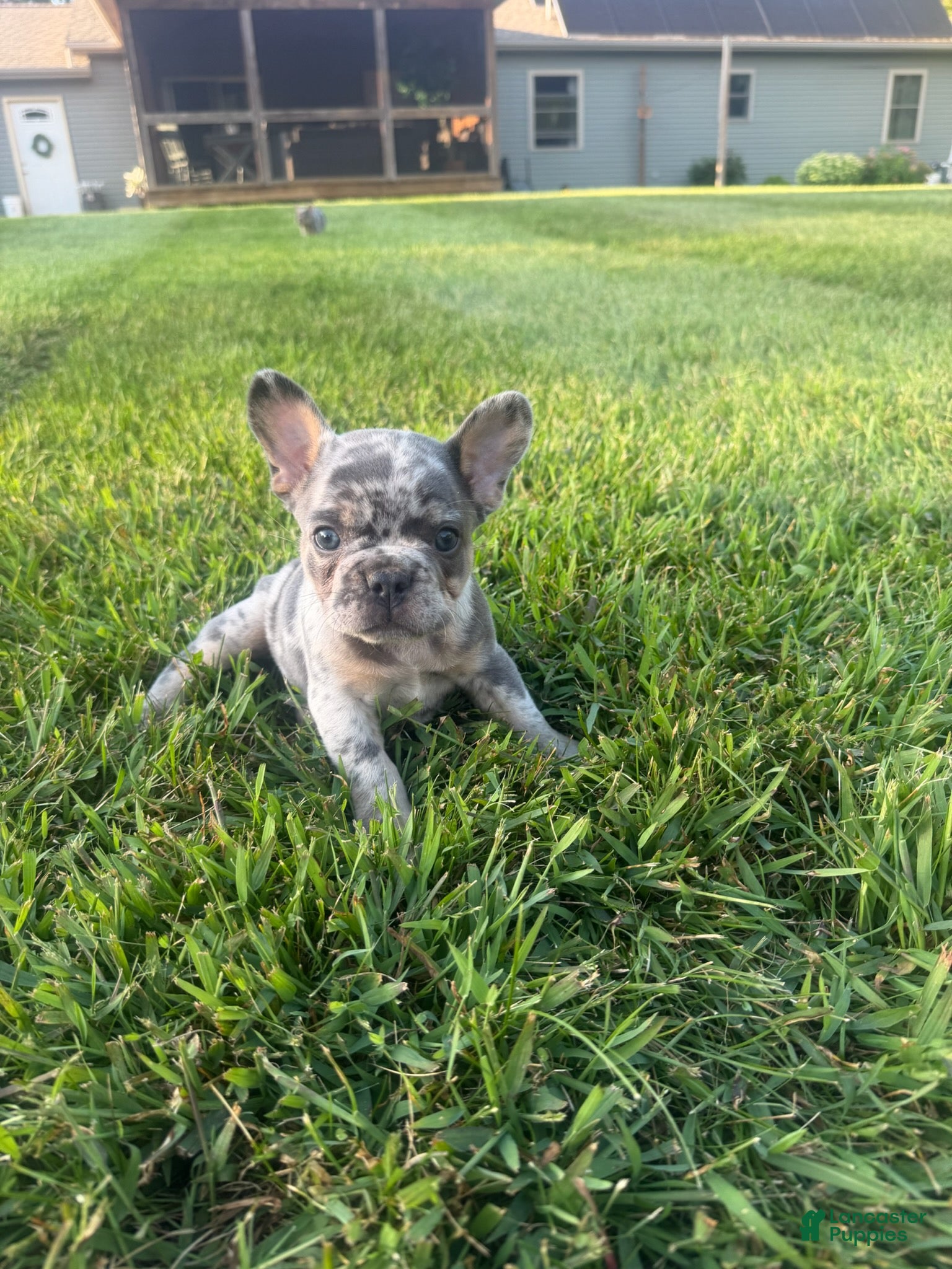 French Bulldog dogs Jacoby - Ad 1