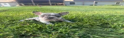 French Bulldog dogs for sale: Jacoby - Ad 1