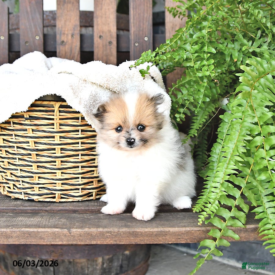 Pomeranian dogs for sale: Wally - Ad 2