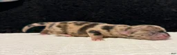 Chihuahua dogs for sale: Chihuahua 2 - Ad 29