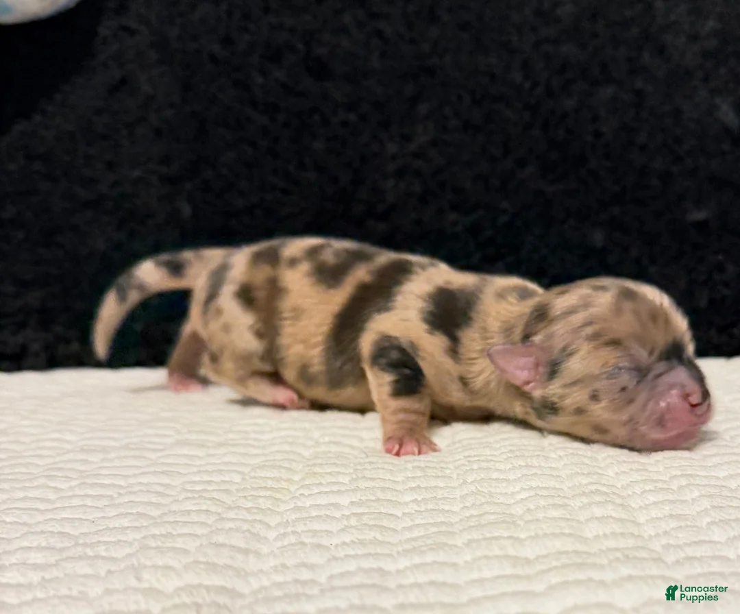 Chihuahua dogs for sale: Chihuahua 2 - Ad 29
