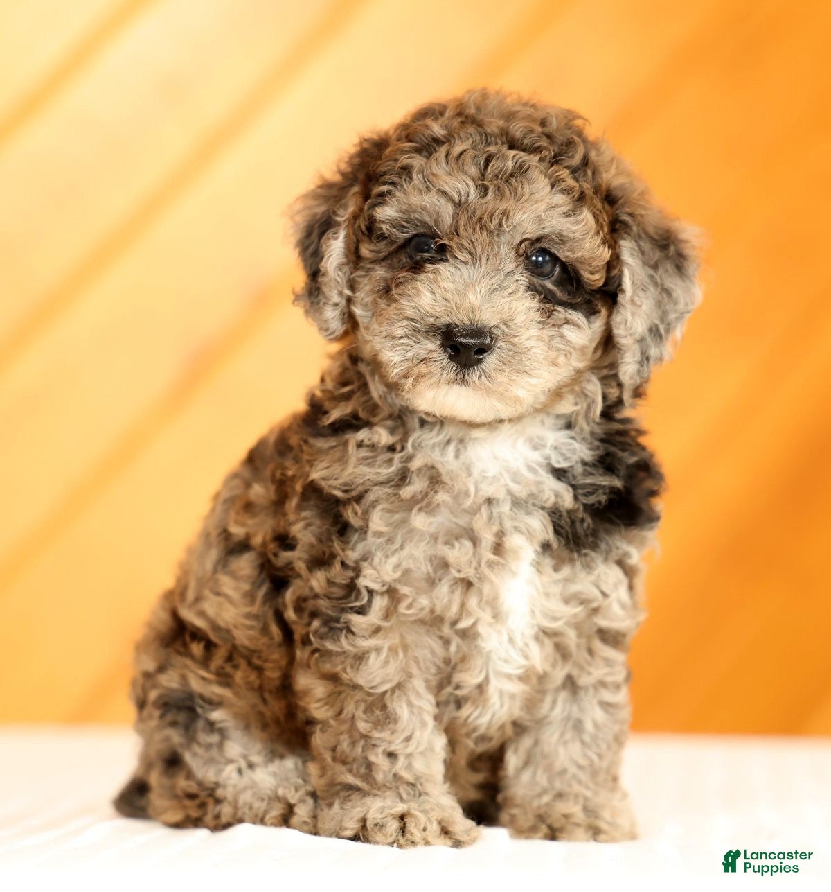 Toy Poodle dogs Domino - Ad 1