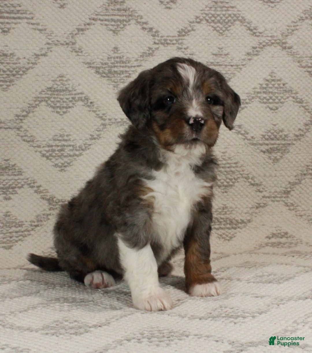 Bernedoodle dogs for sale: Marley - Ad 7