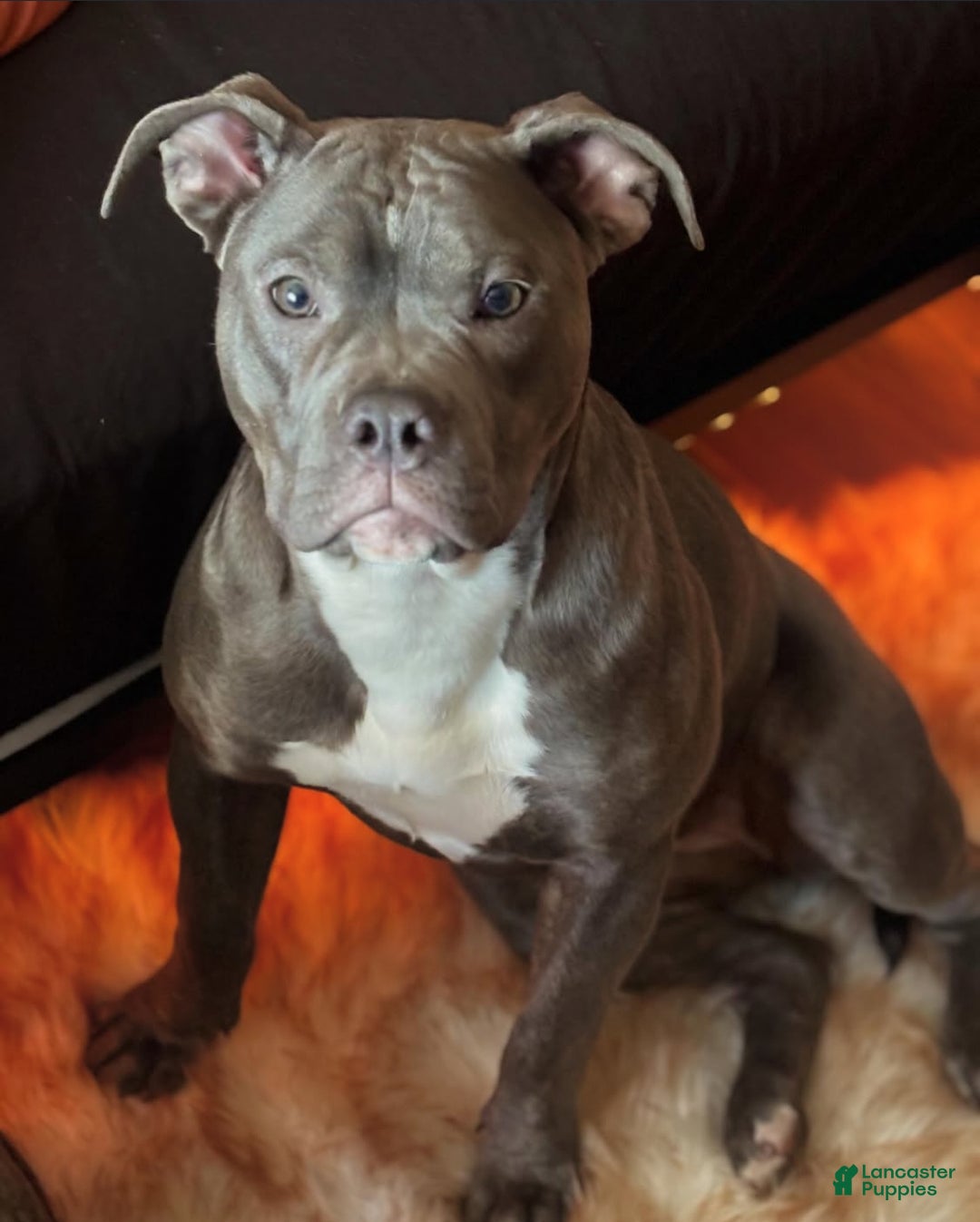 American Bully dogs for sale: American Bully Puppy 3 ( Ash) - Ad 2