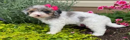 Cavapoo dogs for sale: Annie - Ad 3