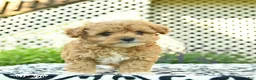 Toy Poodle dogs for sale: Base  - Ad 5