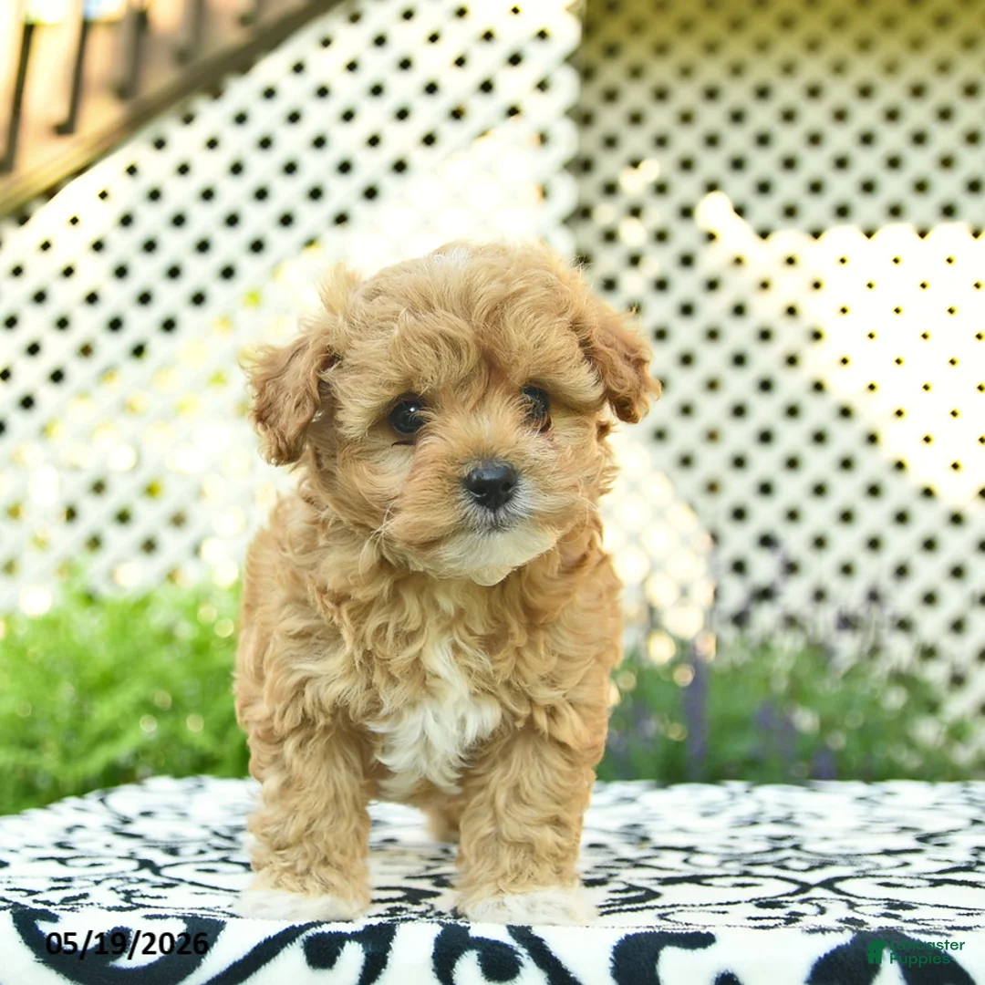 Toy Poodle dogs for sale: Base  - Ad 5