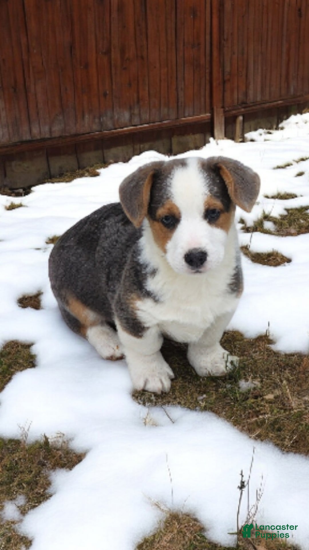 Welsh Corgi Pembroke dogs for sale: Apex Bluie  - Ad 2