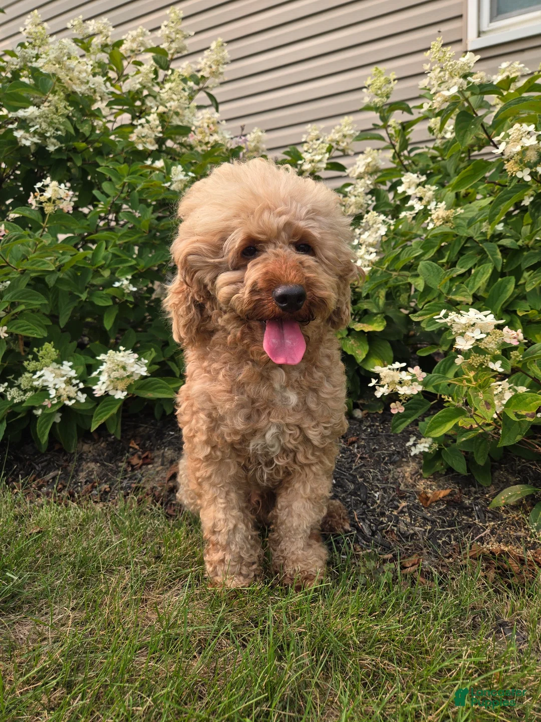 Mini Goldendoodle dogs for sale: Milo - Ad 6