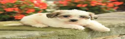 Teddy Bear dogs for sale: Jackie - Ad 5