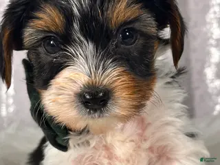 Yorkshire Terrier dogs Jasper Male Yorkie - Ad 9