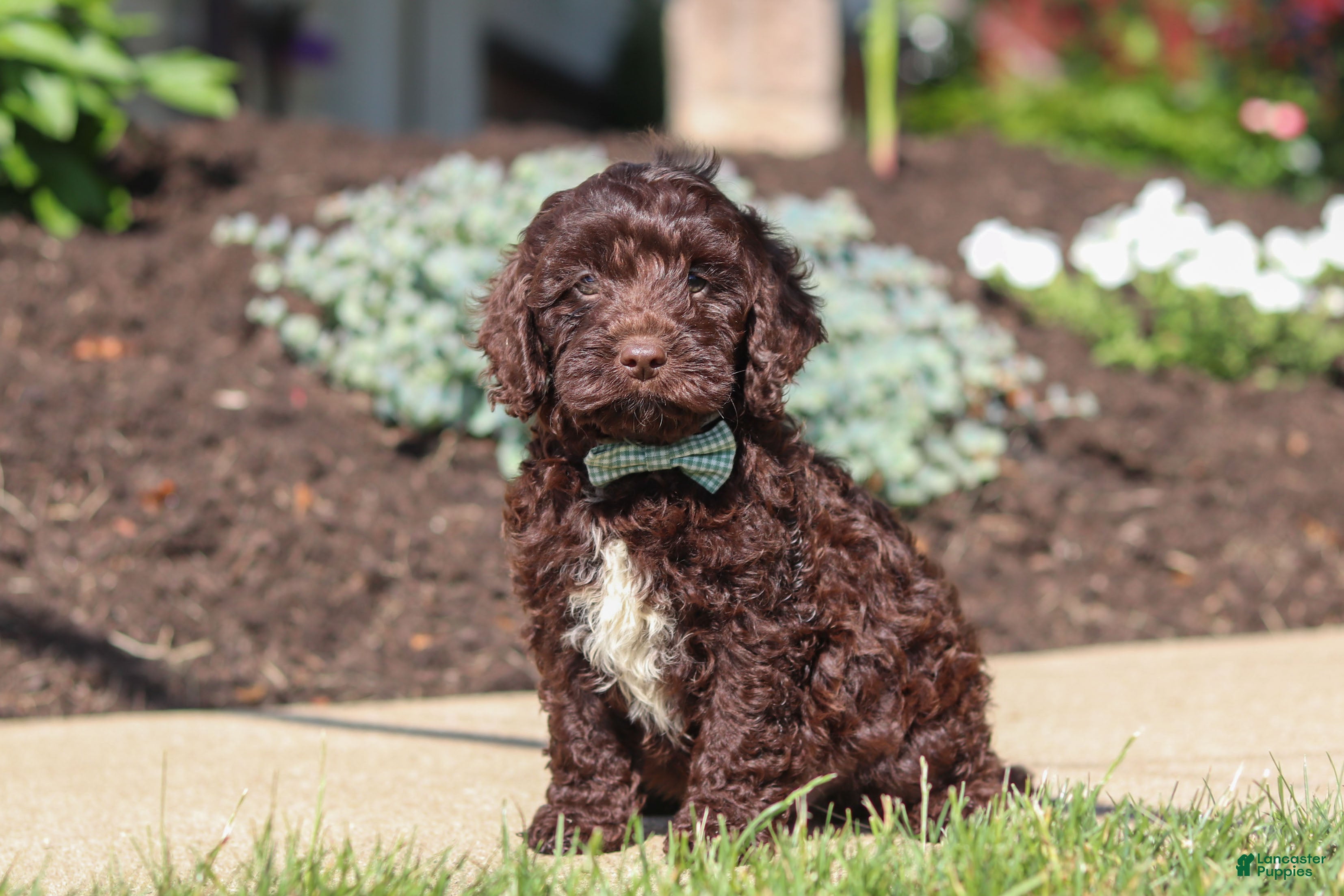 Cockapoo dogs Teddy - Ad 2
