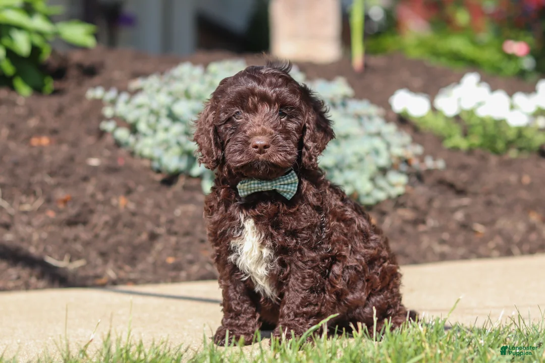 Cockapoo dogs for sale: Teddy - Ad 1