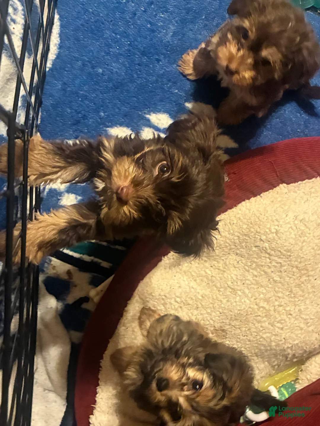 Yorkiepoo dogs for sale: Yorkiepoo Puppy 3 - Ad 4