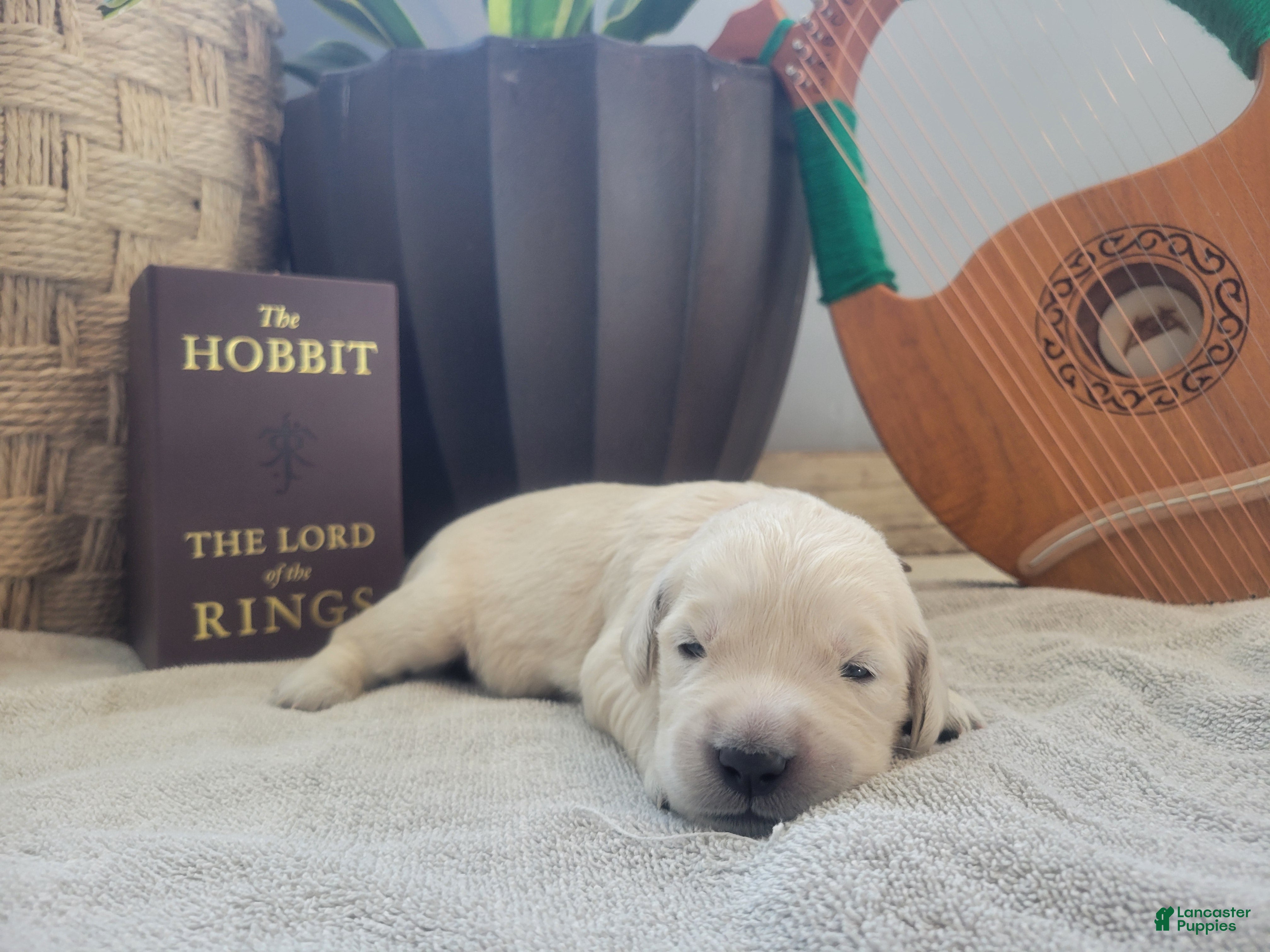 Golden Retriever dogs Goldilocks, Champion Sired - Ad 12