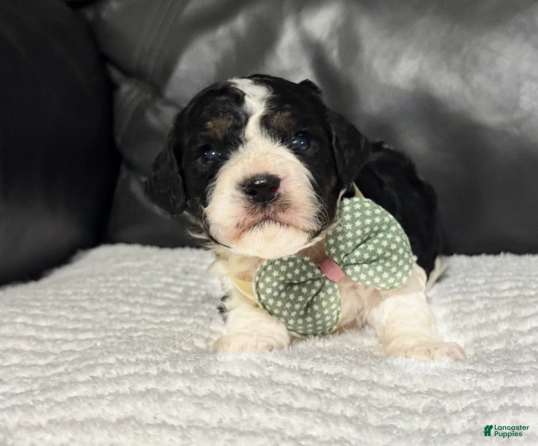 Cavapoo dogs for sale: Emmett - Ad 2