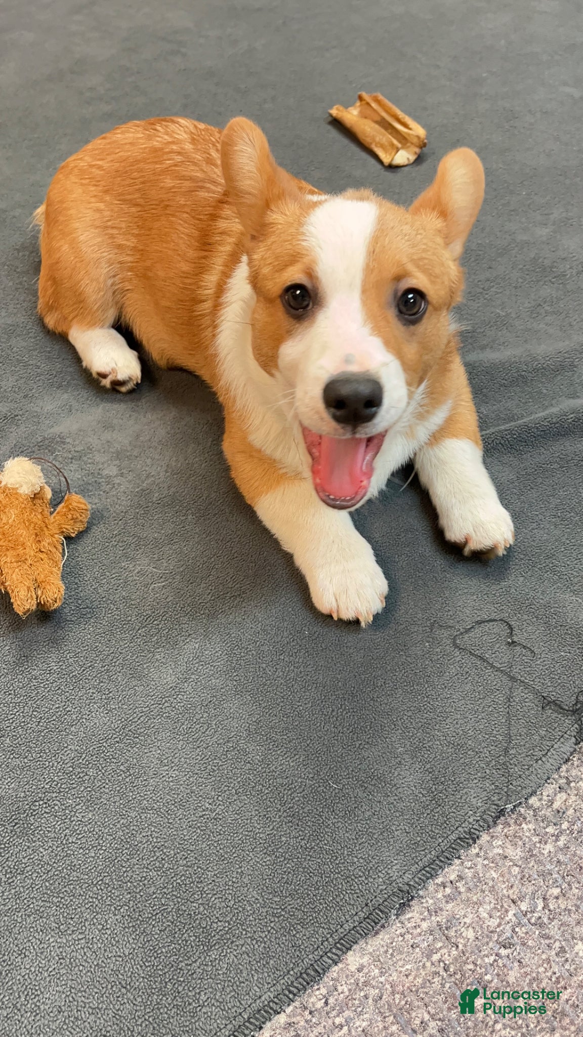 Welsh Corgi Pembroke dogs for sale: Welsh Corgi Pembroke Brownie - Ad 2