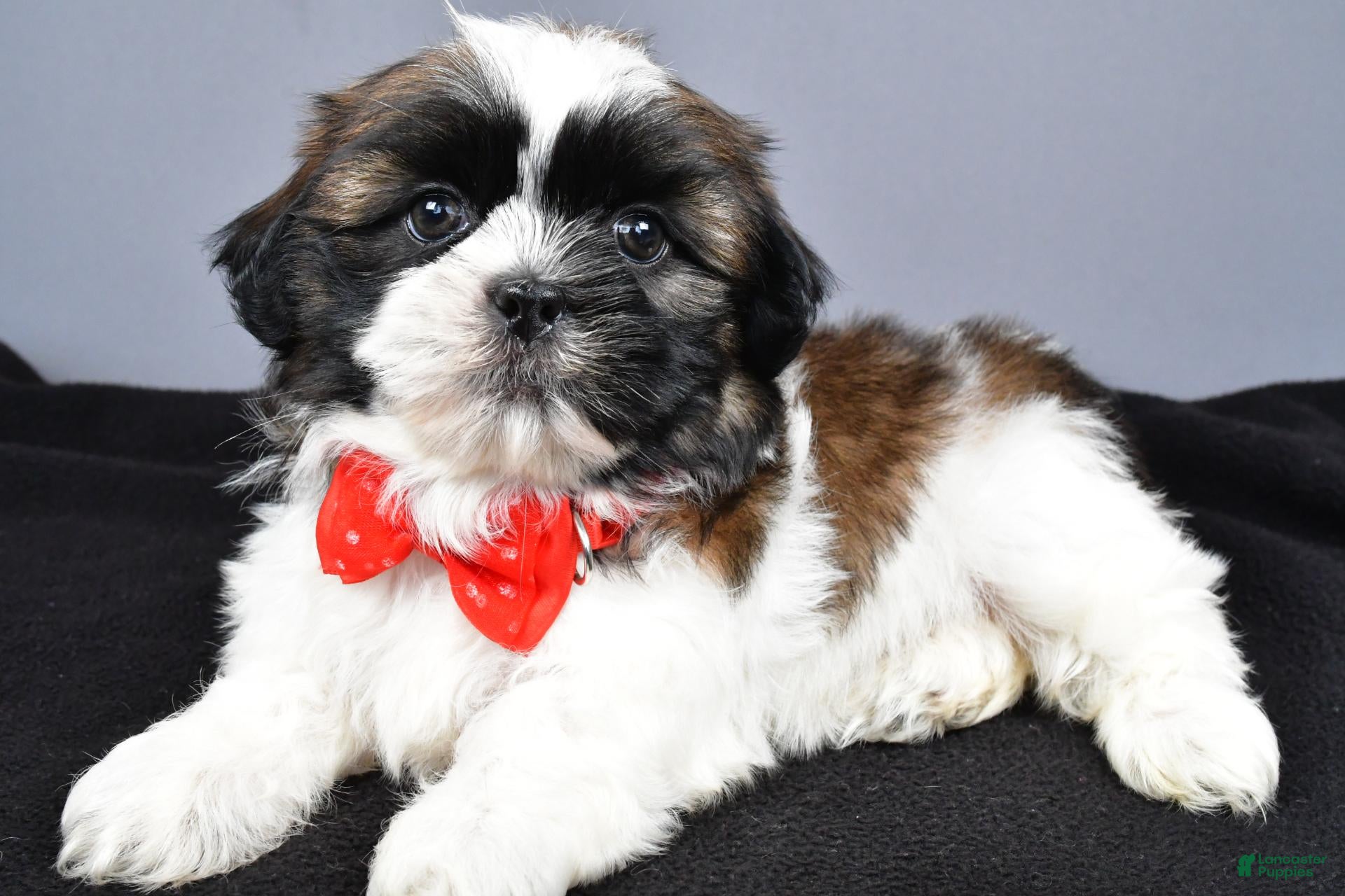 Shih Tzu dogs Max - Ad 2