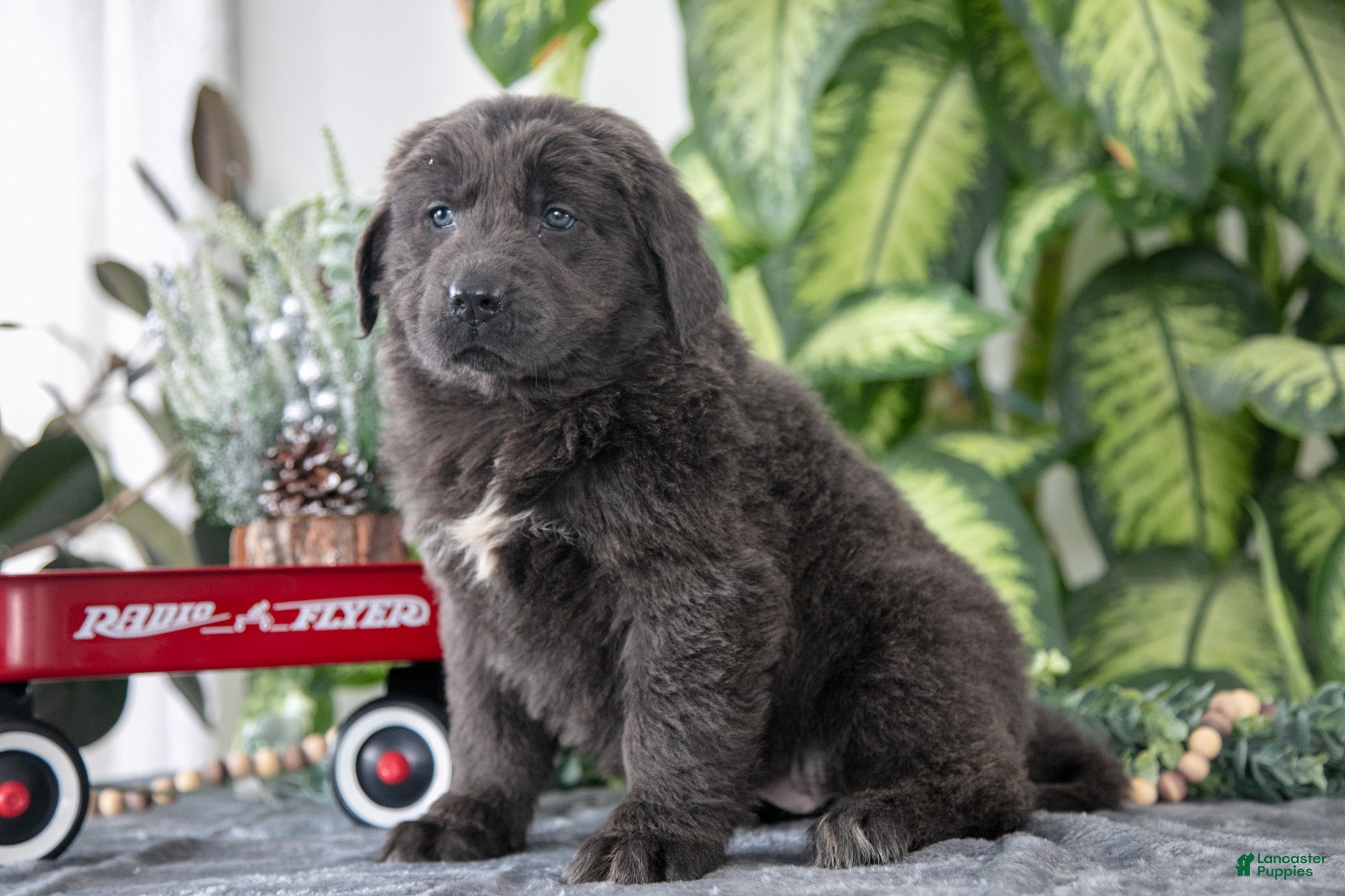Newfoundland dogs Sabrina - Ad 10