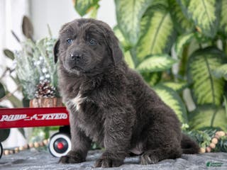 Newfoundland dogs Sabrina - Ad 37