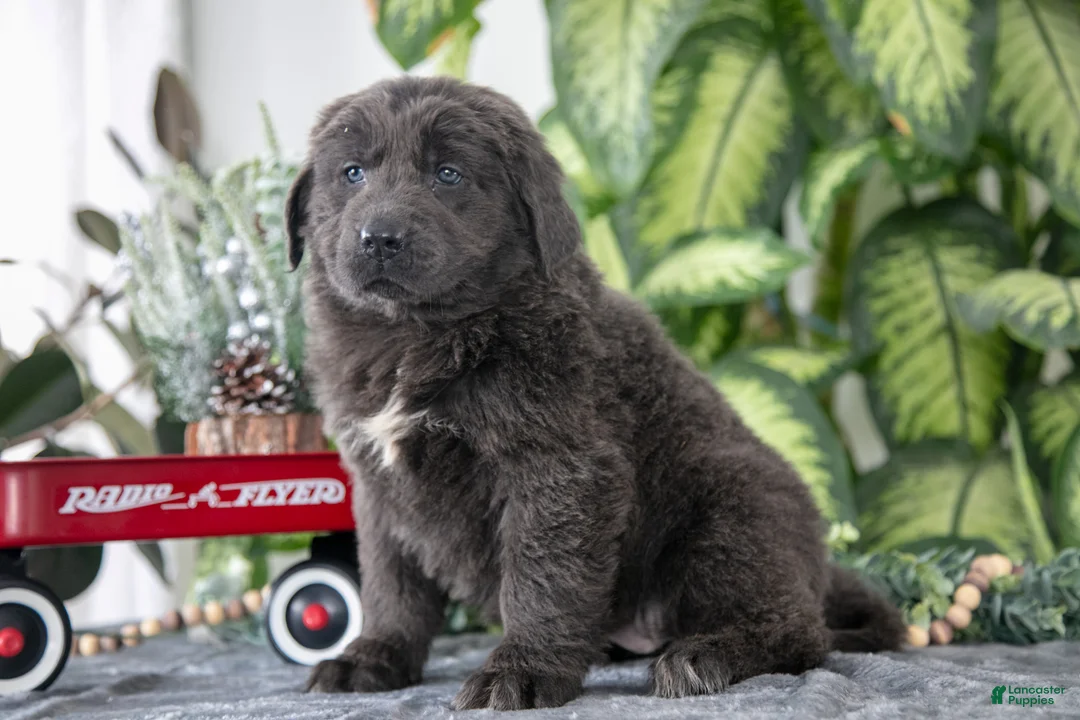 Newfoundland dogs for sale: Sabrina - Ad 1