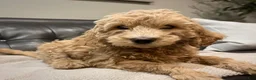 Miniature Labradoodle dogs for sale: Miniature Labradoodle 3 - Ad 3