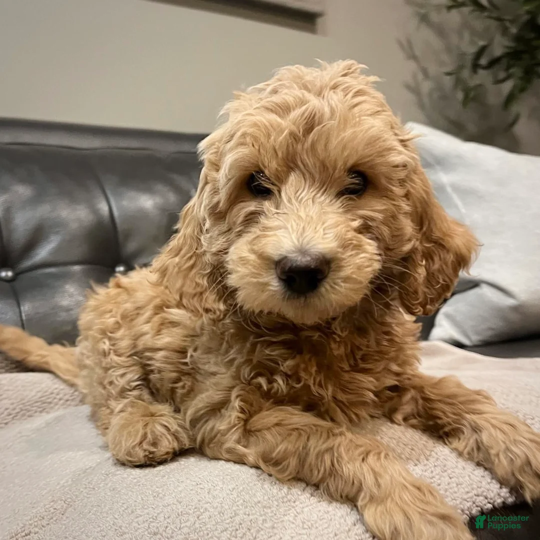 Miniature Labradoodle dogs for sale: Miniature Labradoodle 3 - Ad 3