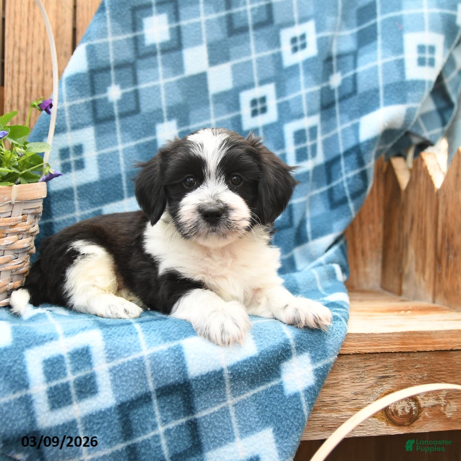 Mixed Breed dogs Scamper - Ad 2