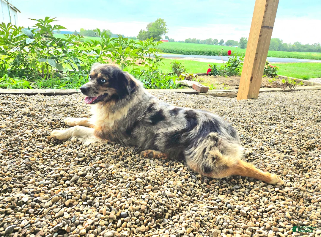 Miniature Australian Shepherd dogs for sale: Felix - Ad 2