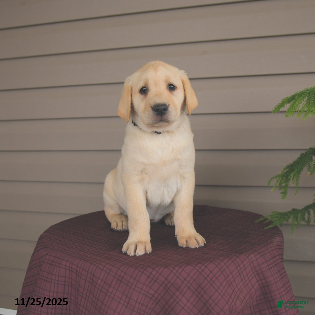 Labrador Retriever dogs for sale: Jules - Ad 4