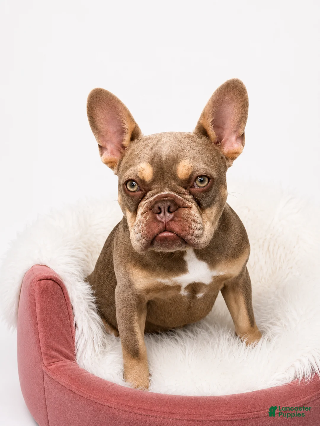 French Bulldog dogs for sale: French Bulldog 3 - Ad 2