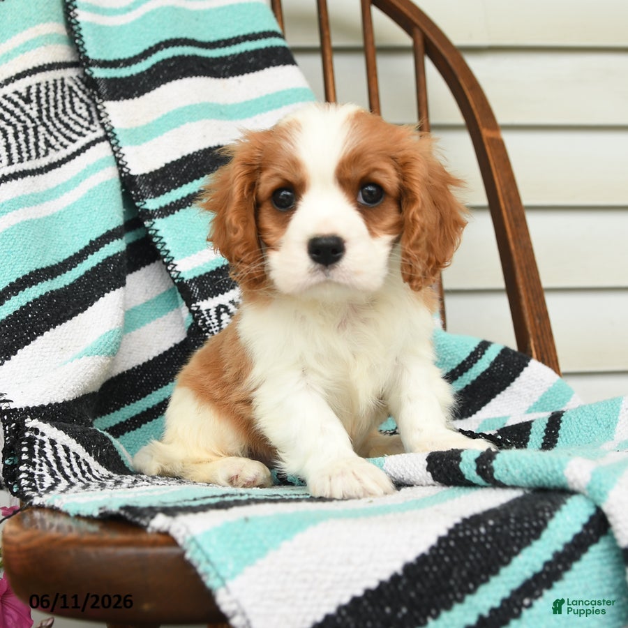 Cavalier King Charles Spaniel dogs Helen - Ad 2