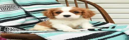Cavalier King Charles Spaniel dogs for sale: Helen - Ad 2