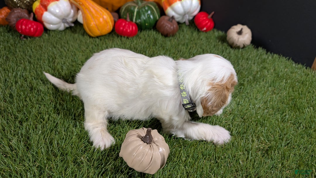 Cavapoo dogs for sale: Cavapoo Puppy 5 - Ad 4