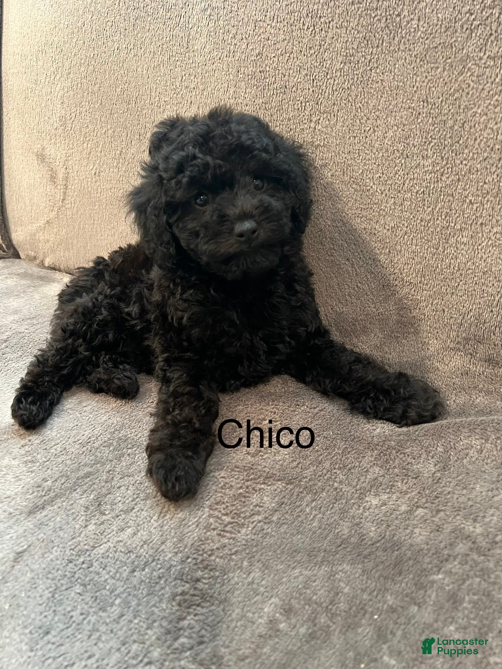 Miniature Poodle dogs Chico - Ad 1
