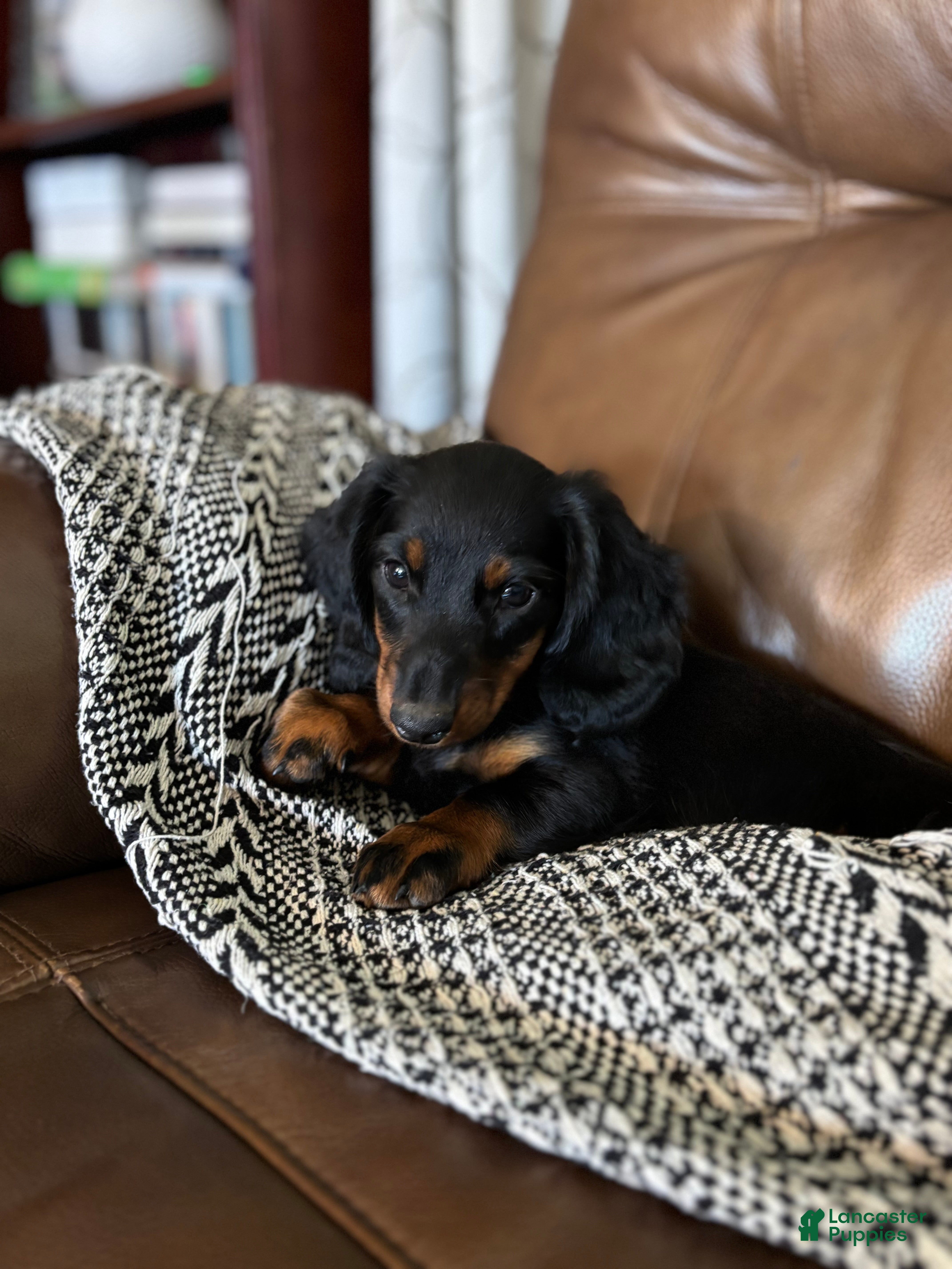 Miniature Dachshund dogs for sale: Sawyer - Ad 1
