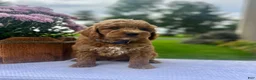 Mini Goldendoodle dogs for sale: Sully - Ad 3
