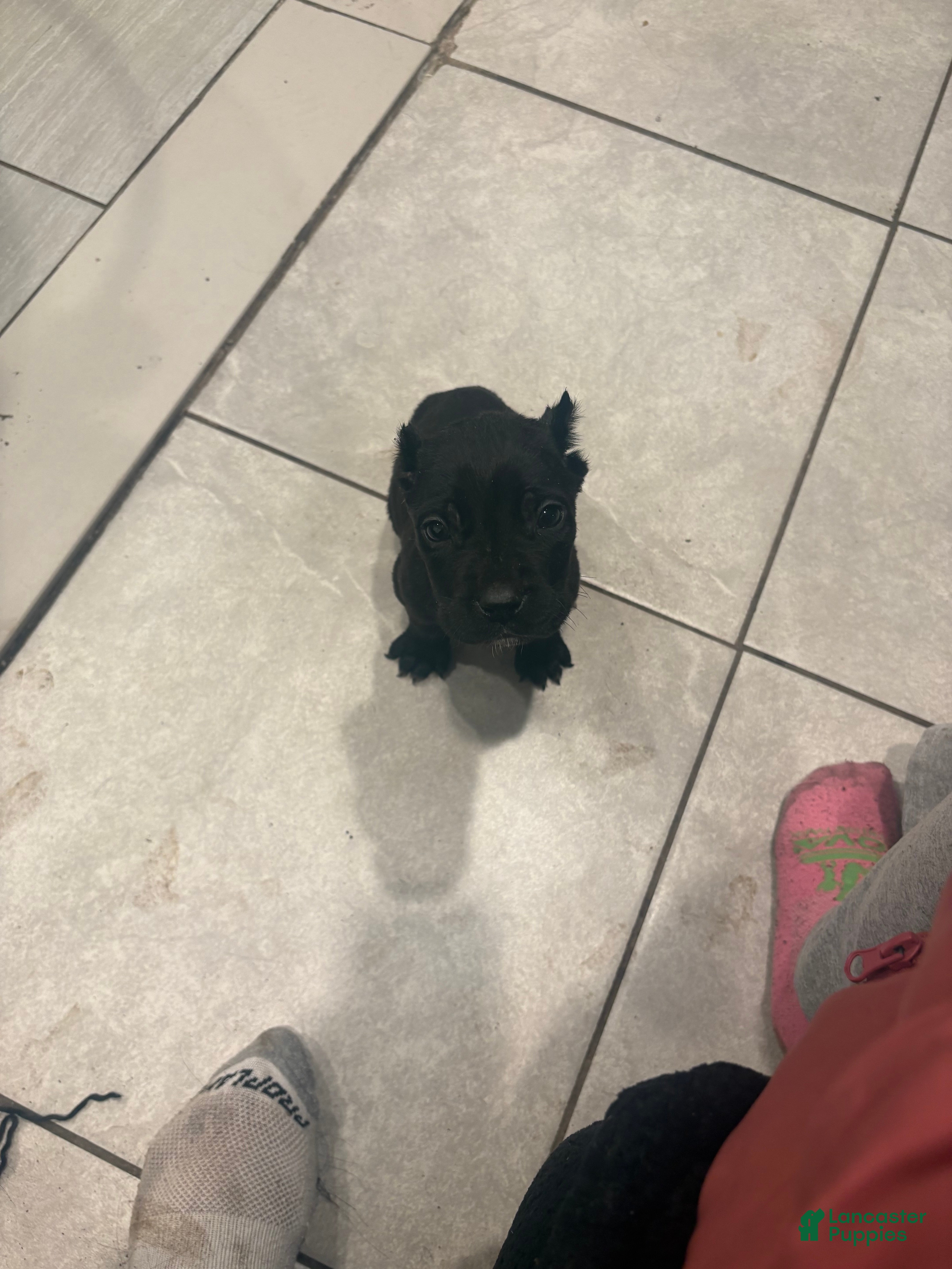 Cane Corso dogs Cane Corso Puppy 1 - Ad 30