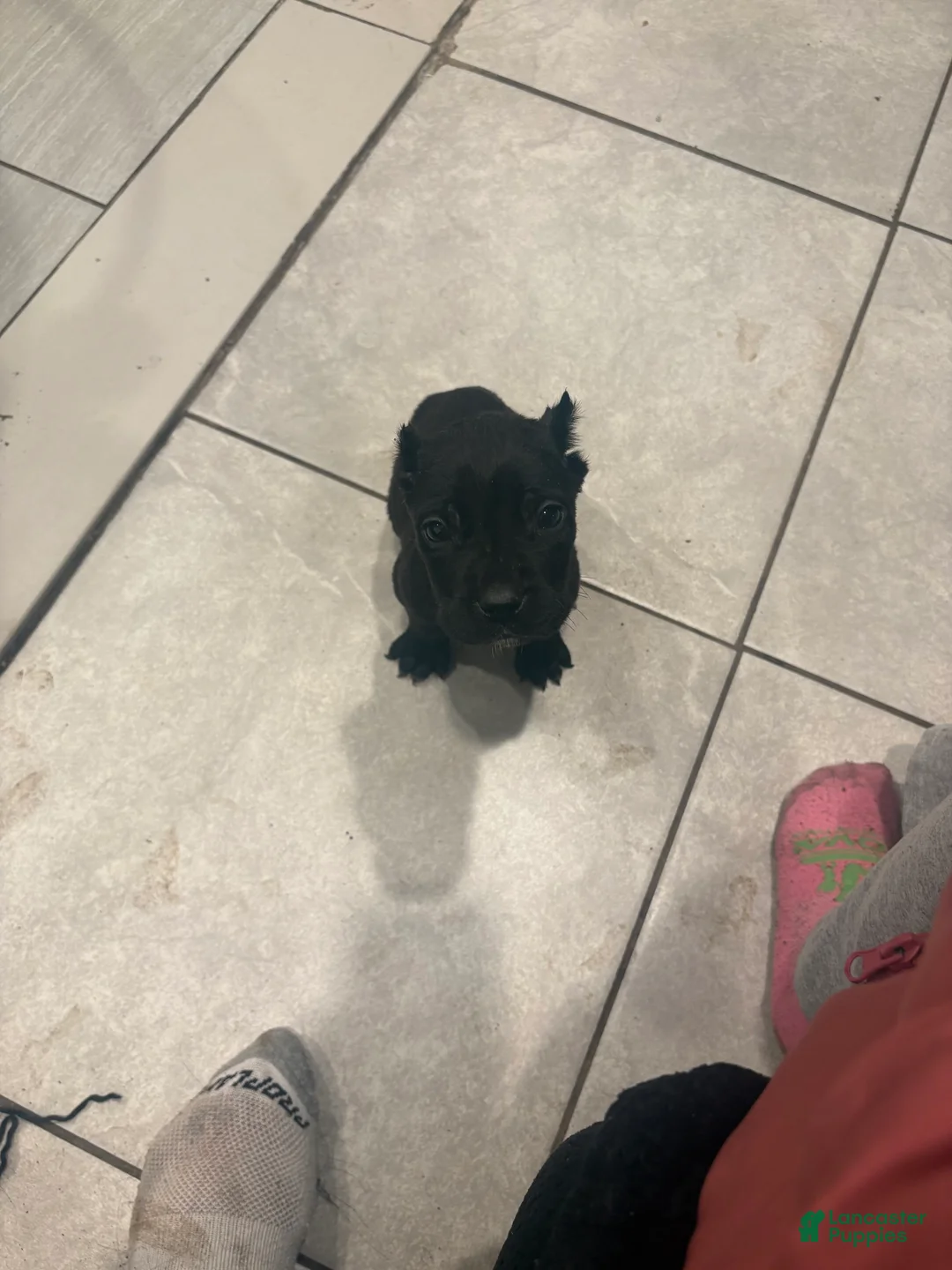 Cane Corso dogs for sale: Cane Corso Puppy 1 - Ad 1