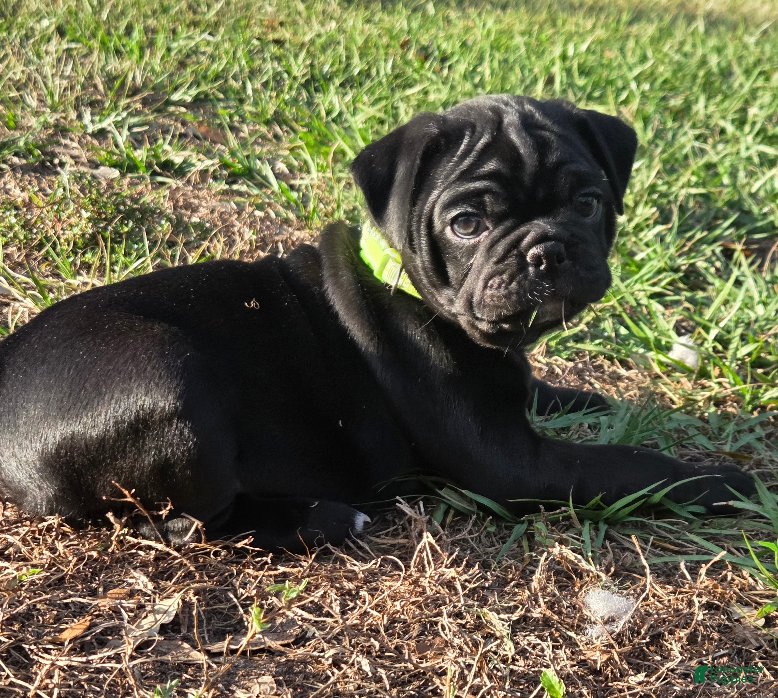 Mixed Breed dogs Winston  - Ad 11