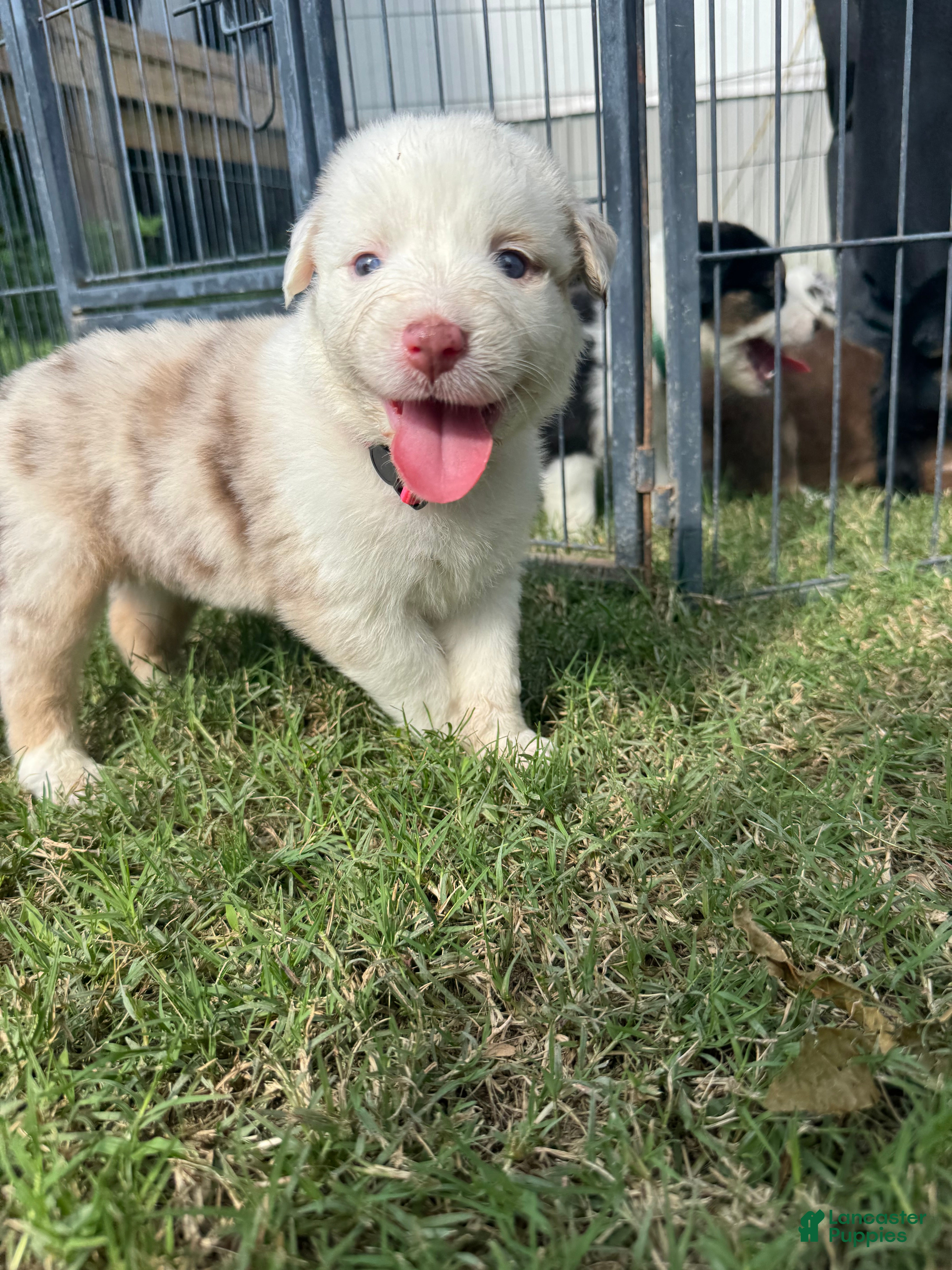 Australian Shepherd dogs Ella - Ad 2