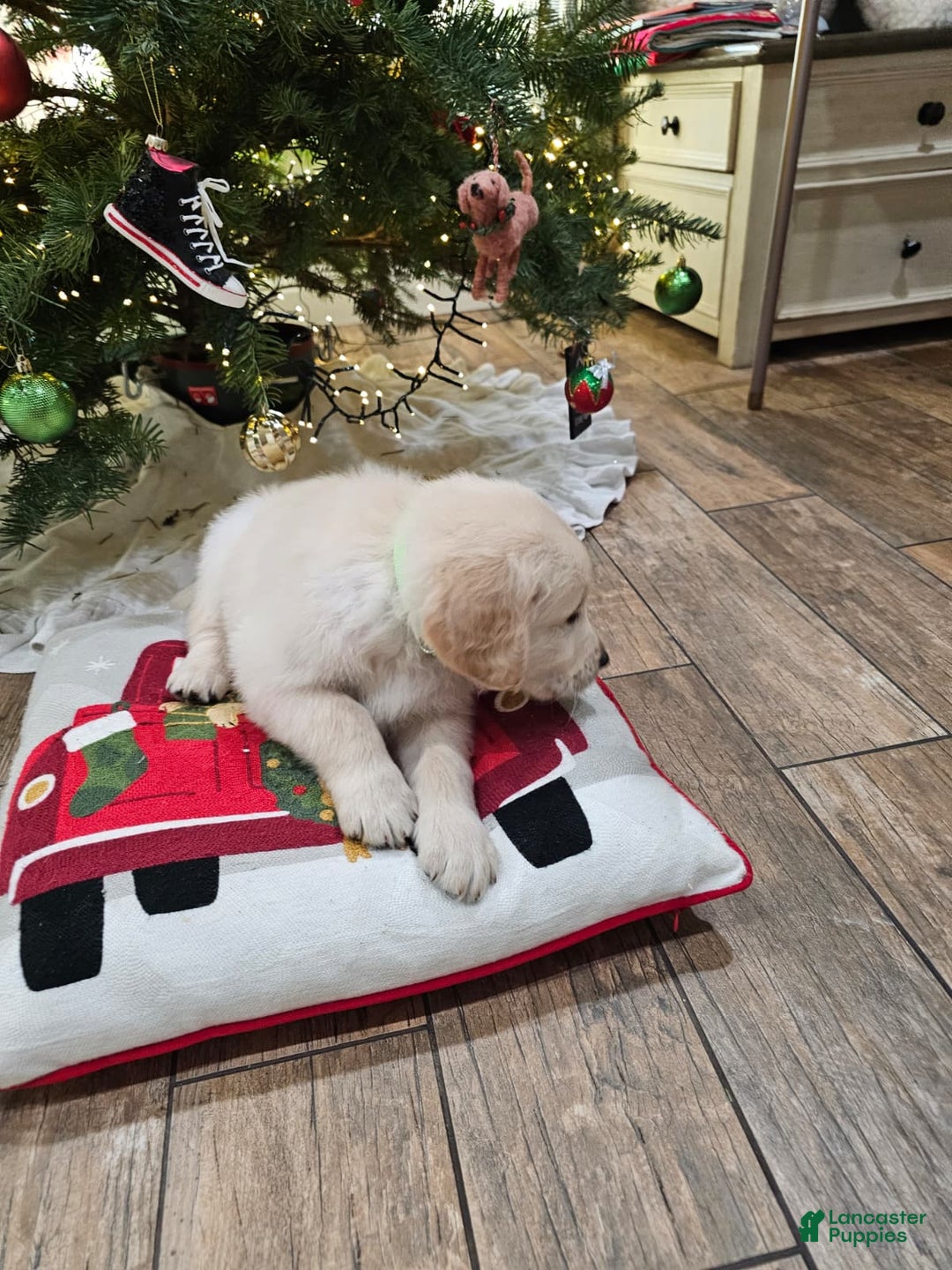 Golden Retriever dogs for sale: Golden Retriever Puppy 4 - Ad 23