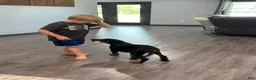 Beauceron dogs for sale: Pink Girl - Ad 2