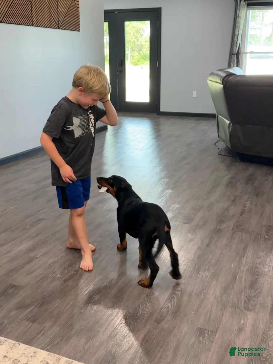Beauceron dogs for sale: Pink Girl - Ad 2