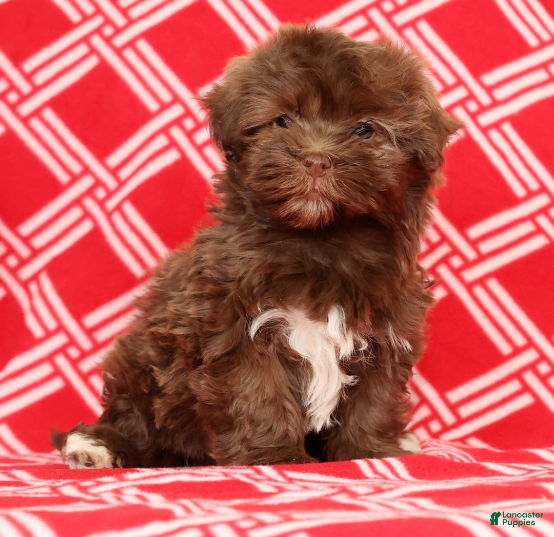 Havanese dogs for sale: Callie - Ad 2