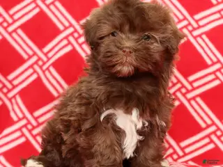 Havanese dogs Callie - Ad 18