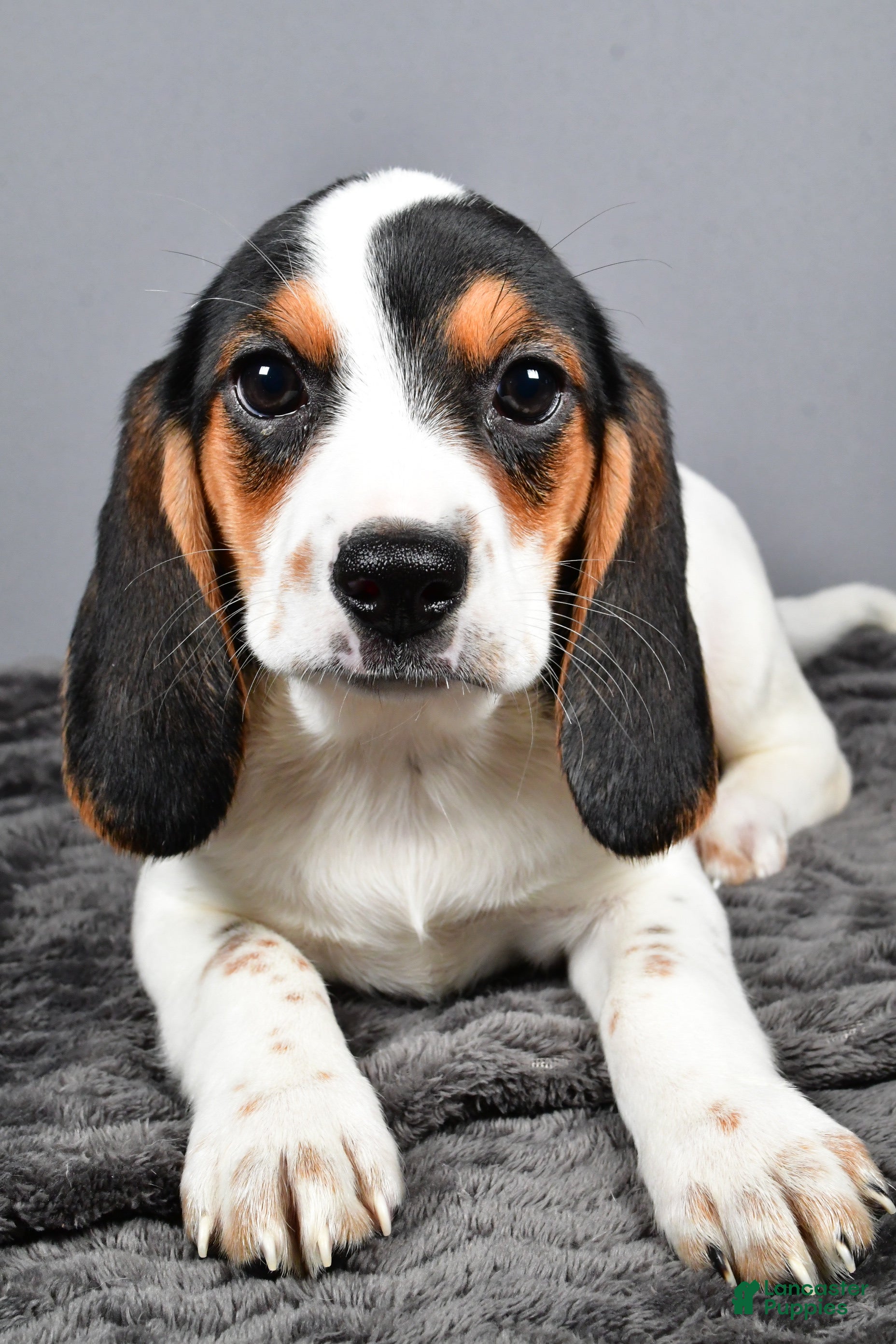 Beagle Puppies for sale Lancaster Puppies